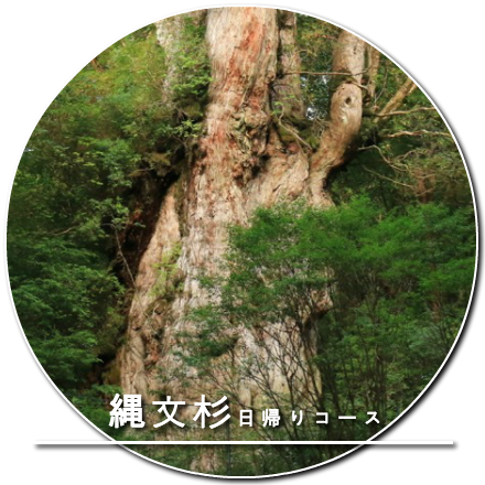 縄文杉日帰りコース