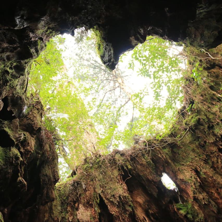 縄文杉日帰りガイドツアー5