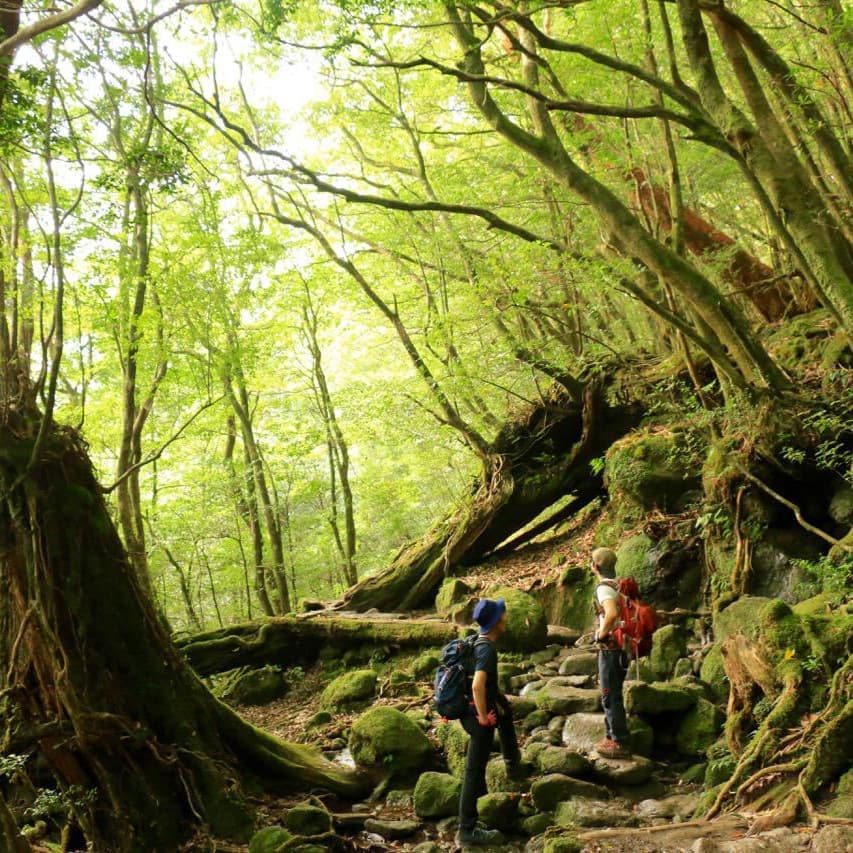白谷雲水峡ガイドツアー3