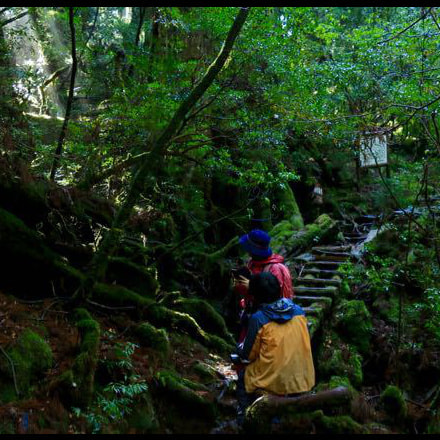ヤクスギランドガイドツアー4