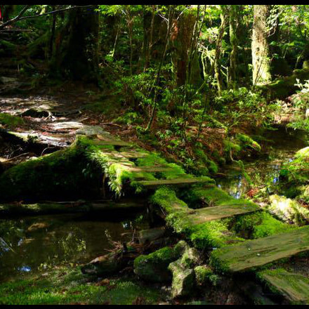 ヤクスギランドガイドツアー5