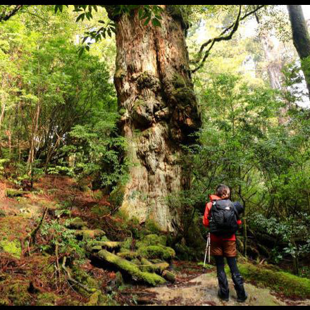 ヤクスギランドガイドツアー7