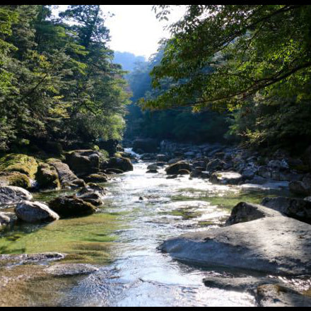 ヤクスギランドガイドツアー8