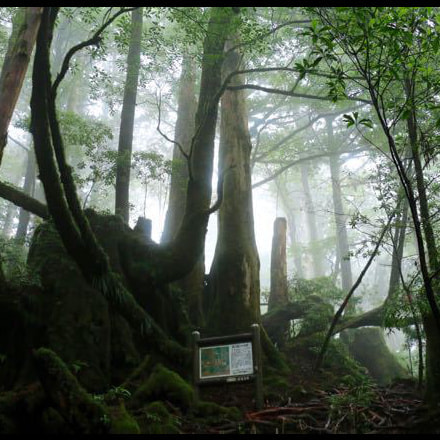 ヤクスギランドガイドツアー3