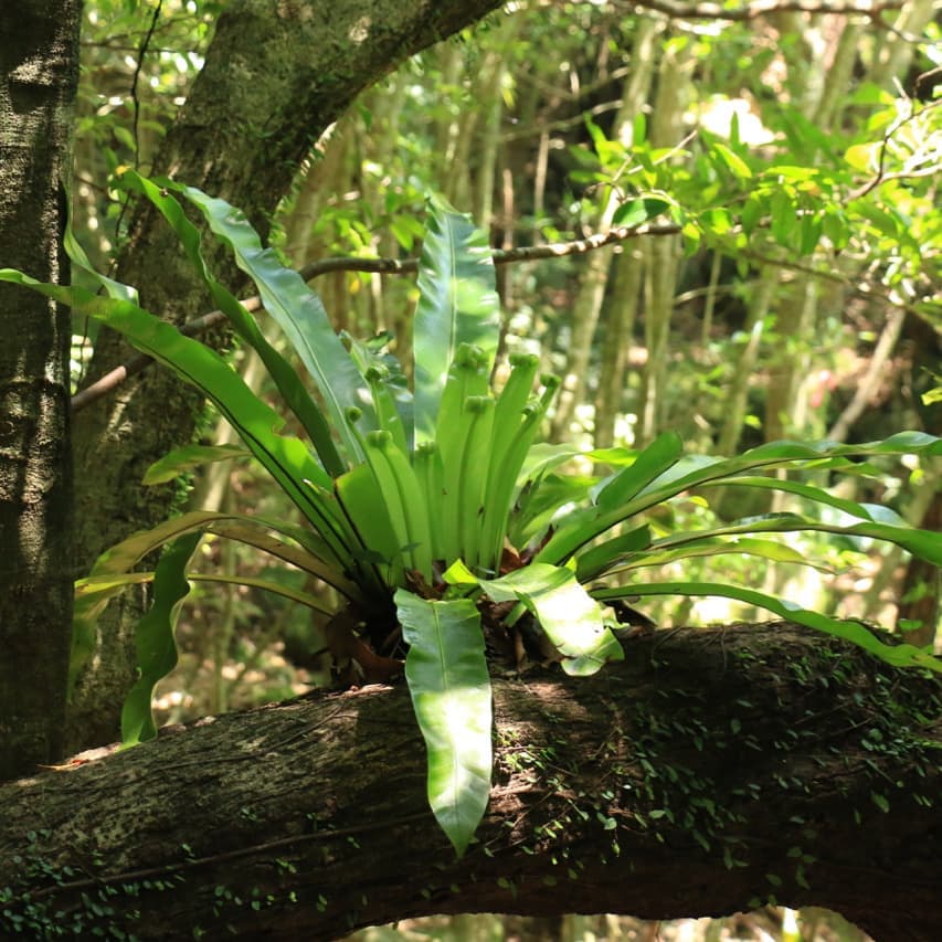 蛇之口の滝ガイドツアー4