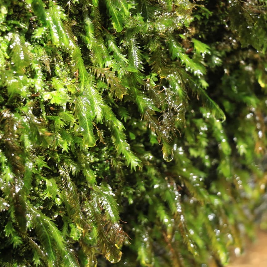 蛇之口の滝ガイドツアー5