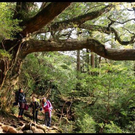 宮之浦岳ガイドツアー3