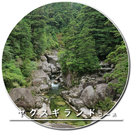 ヤクスギランドコース