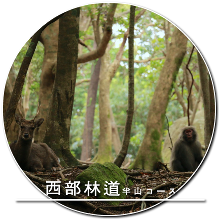 西部林道 半山コース