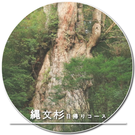 縄文杉日帰りコース