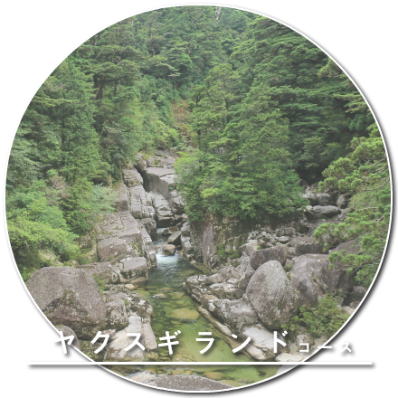 ヤクスギランドコース
