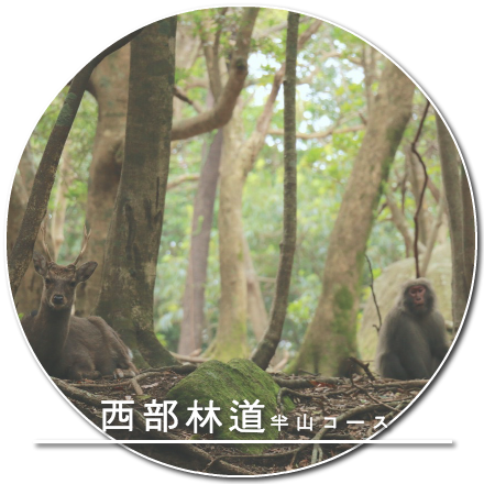 西部林道 半山コース