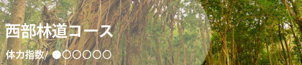 西部林道ガイドツアー