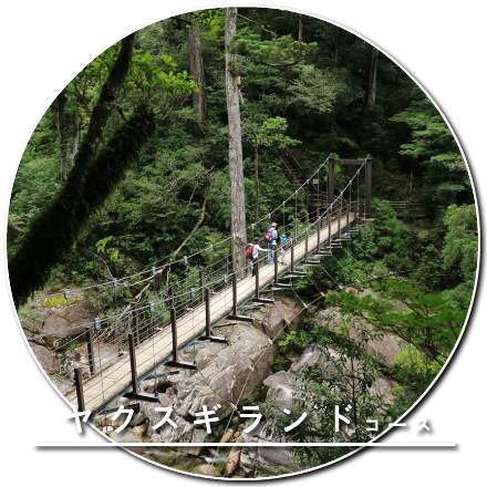 ヤクスギランドコース