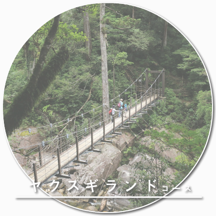 ヤクスギランドコース