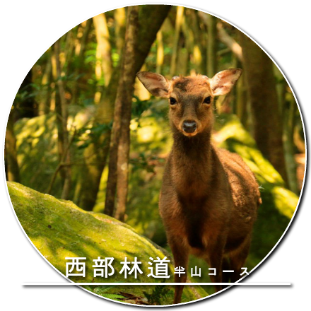 西部林道 半山コース