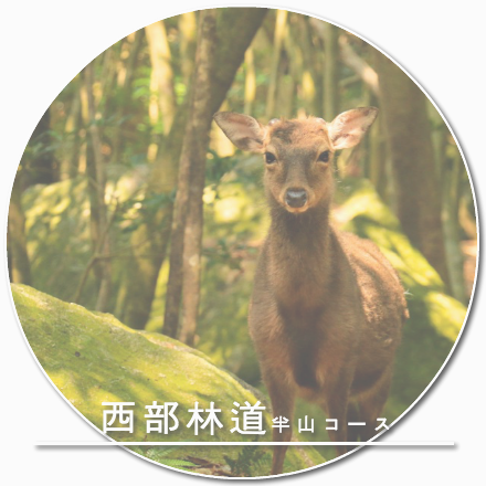 西部林道 半山コース