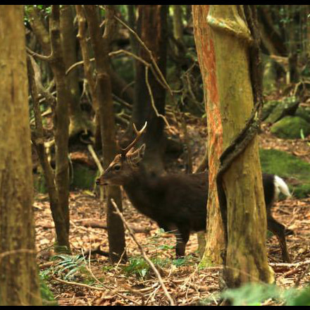 西部林道ガイドツアー4