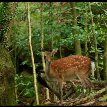 西部林道ガイドツアー5