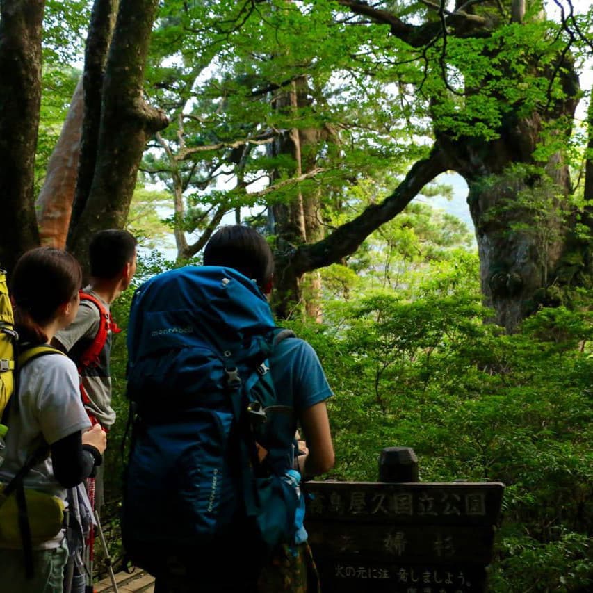 縄文杉1泊2日ガイドツアー4